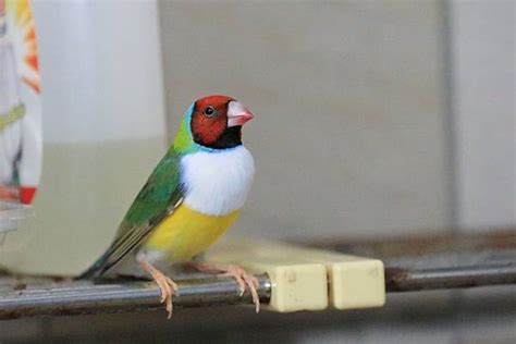 胡錦鳥親人嗎|胡錦鳥 (七色鳥、七彩文鳥)